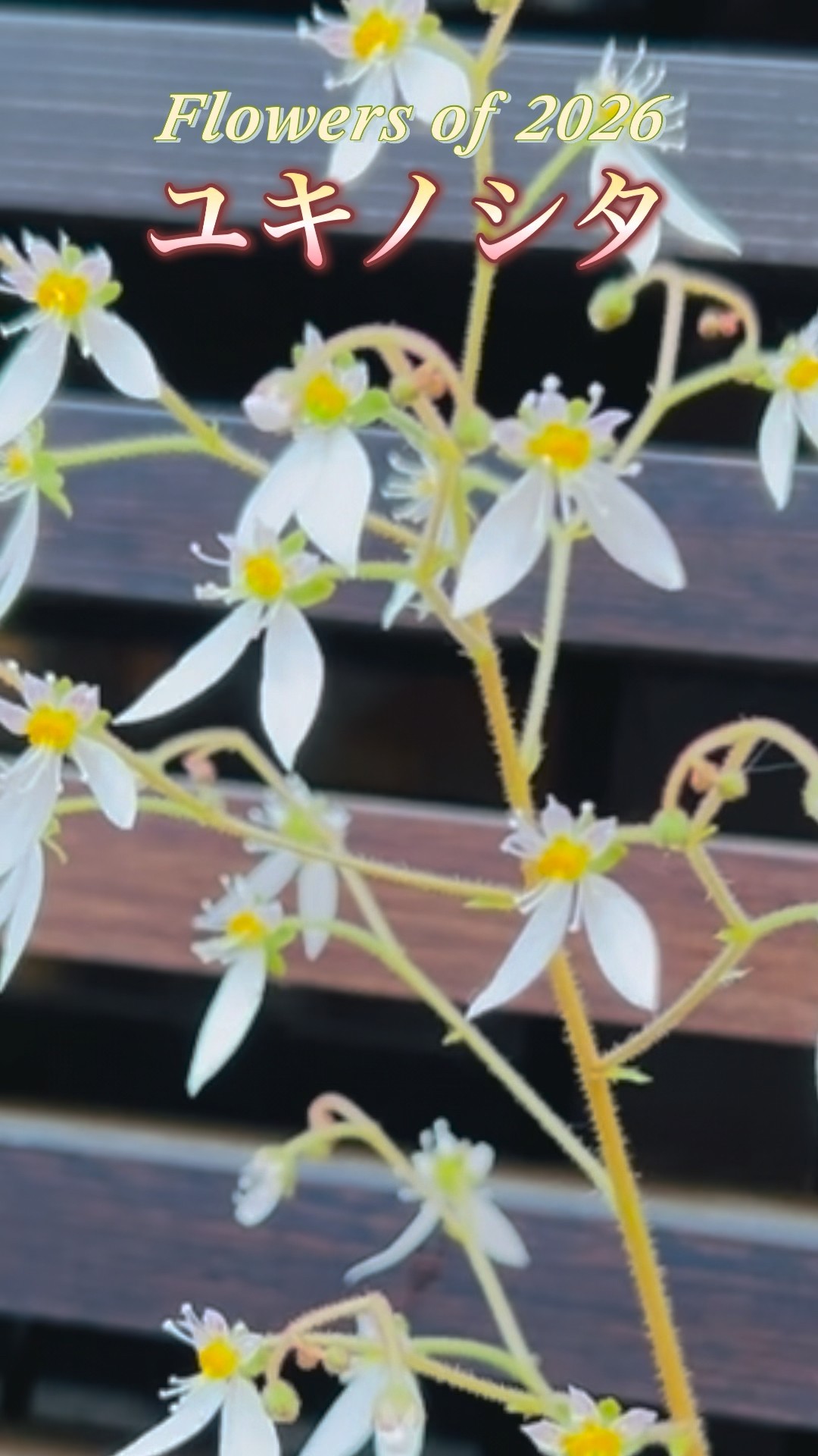Flowers of 2026 #ユキノシタ #つんつんTea room - YouTube