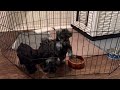 Miniature Schnauzer Puppies 6-7 weeks old