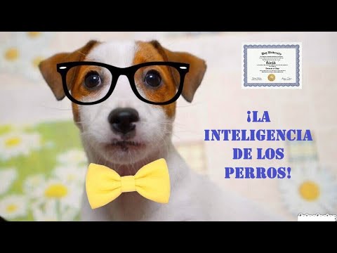 Video: Hechos Del Cerebro Del Perro - ¿Piensan Los Perros? ¿Los Perros Tienen Sentimientos?