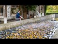 A Cosy Fish Farm For Breeding The Trout! Here They Milk Caviar Directly From Live Fish