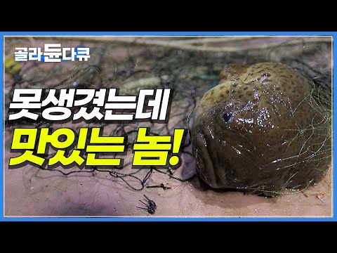 못생겼는데 맛있는 물고기의 정체│수도권에서는 먹기 힘들다는 생선│한국기행│#골라듄다큐
