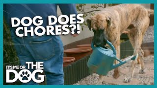 Great Dane Helps With Chores | It's Me Or The Dog
