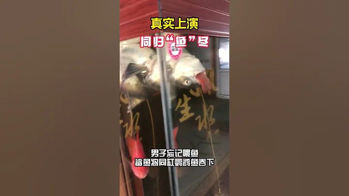 震驚一幕！男子忘記餵魚，一看魚缸驚呆！鯊魚餓極了，將同缸鸚鵡魚吞下，結果把自己卡死...網友：同歸“魚”盡了！ - 天天要聞