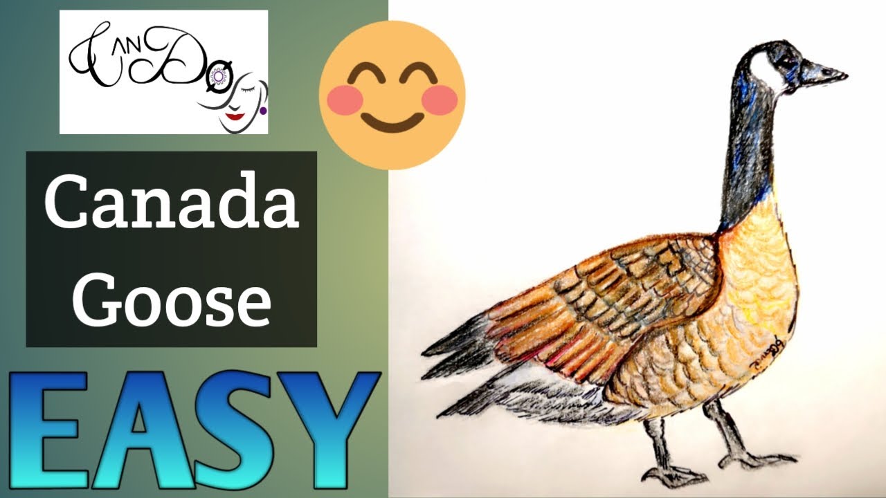 How To Draw A Canada Goose Step By Step For Beginners | Easy Canada Goose Drawing Tutorial