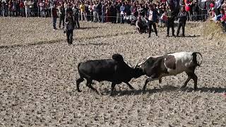 Shera Bagar bull fight nuwakot