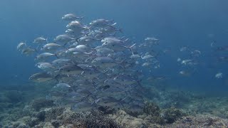 Sawandarek, Mansuar, Dampier Strait, Raja Ampat News
