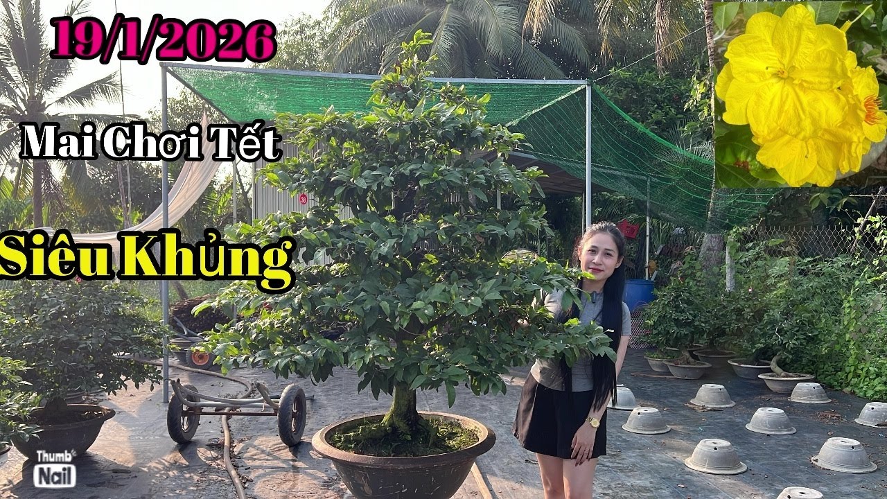 Mai Chơi Tết , SIÊU KHỦNG - 19/1/2026 Vườn Mai Tuyết Ngân