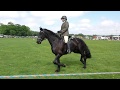 Showing a Friesian Horse, Apollo @ Duncombe Park Country Fair 2018
