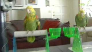 Details End war PARROT CONTROL Update