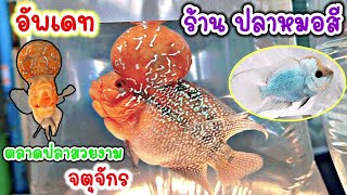 คนเลี้ยง​สัตว์​ EP.235 อัพเดท​ ร้าน ปลาหมอสี ตลาดปลาจตุจักร ลานเร่  #ปลา #fish #ปลาสวยงาม