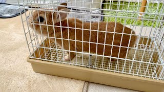 How to safely place a rabbit in a carrier | Light Carry  SANKO