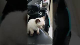 si Mico kucing ku yang Lucu #trending #cat #musiklucu #kucing #trending