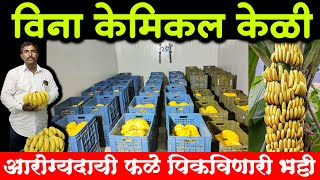 विना केमिकल पिकलेली केळी, आरोग्यदायी फळे पिकविणारी हायटेक भट्टी | Banana ripening projects