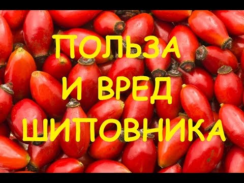 Шиповник полезные свойства и противопоказания