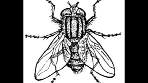Michel Cardinaux Insectarium opus 9 No 1 Mouches D...