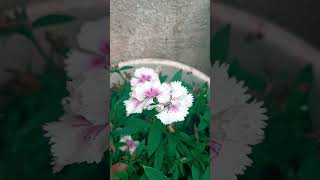 flower #flowers #garden #nature #ytviral #newreel #trending #love #ytreels #shortsviral #shortsfeed