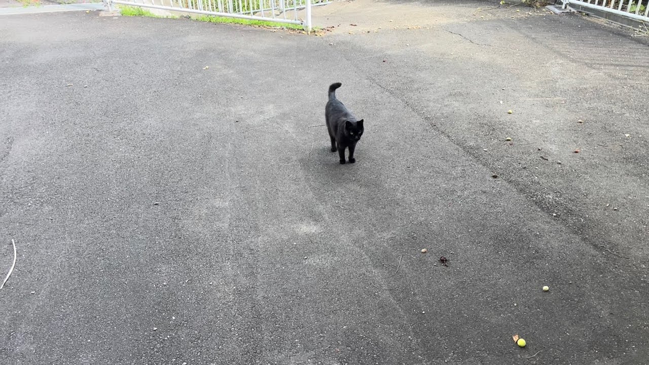 くろねこちゃん blackcat 2026年6月6日 15:00 - YouTube