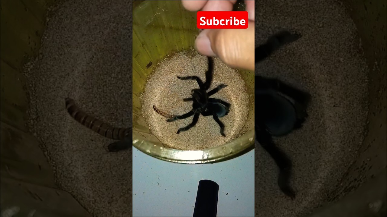#tarantulasoftheworld