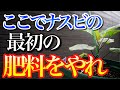 【絶対忘れるな】ナスの一番最初に与える肥料のタイミングはココです