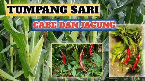 CARA TUMPANG SARI JAGUNG DENGAN CABE YANG BENAR