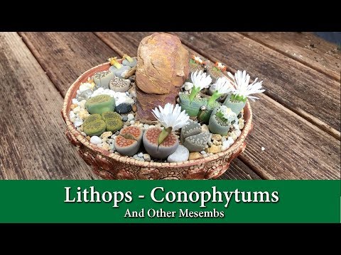 Vídeo: Cultius De Plantes Suculents "sense Tija": Lithops (Lithops) I Conophytums (Conophytum)