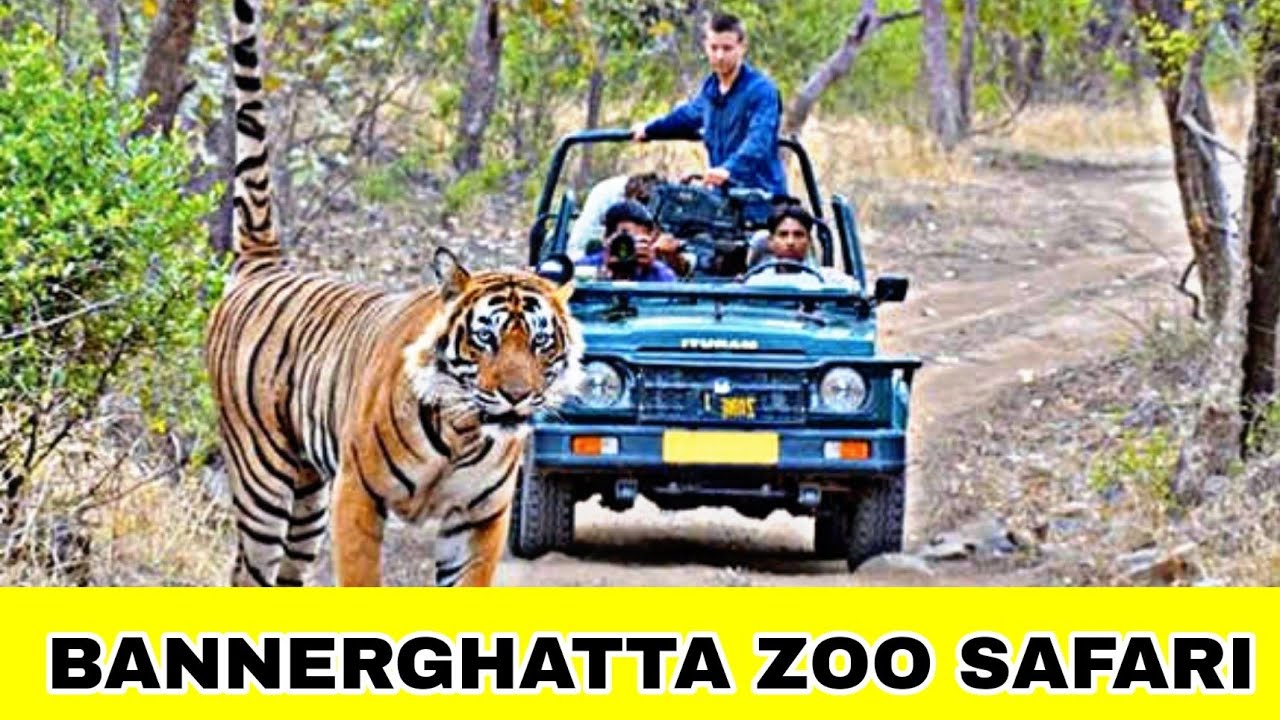 bannerghatta national park and zoo (biological park) safari