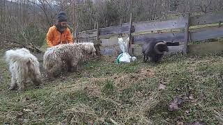 Komondor and sheep