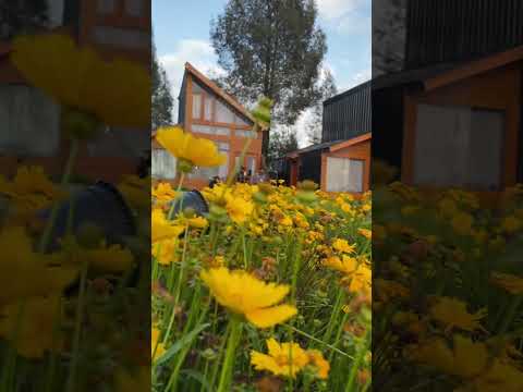 Alahan Panjang Sumbar