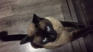 Дождался ?! =^..^= СИАМСКИЕ КОШКИ Дождался ?! =^..^= СИАМСКИЕ КОШКИ