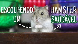 Como escolher um hamster saudável!