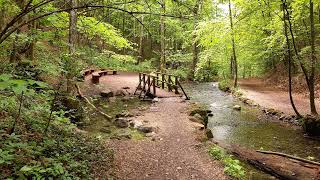 Прогулка в лесу под музыку для сна и релакса/Walk in the forest with music for sleep and relaxation