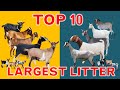 Top 10 Largest Litter Goat Breeds (Litter Size)