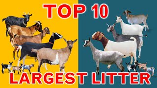 Top 10 Largest Litter Goat Breeds (Litter Size)