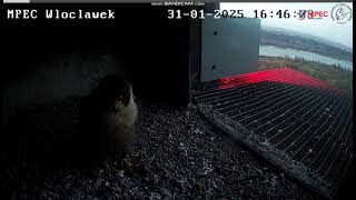 Mpec Włocławek Pl-Szkwał Is Back, Plague Is Waiting. She Locks Camera, She Departure-2025 01 31 1641