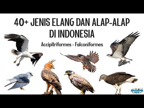 Fakta alap-alap capung, burung elang terkecil di dunia.