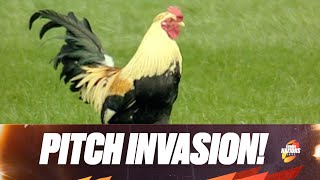 PITCH INVASION 🐓 | Who brings a rooster to a rugby game? | Summer Nations Series screenshot 5
