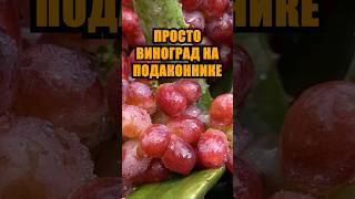 ПРОСТО ВИНОГРАД НА ПОДОКОННИКЕ: пошаговая инструкция для начинающих