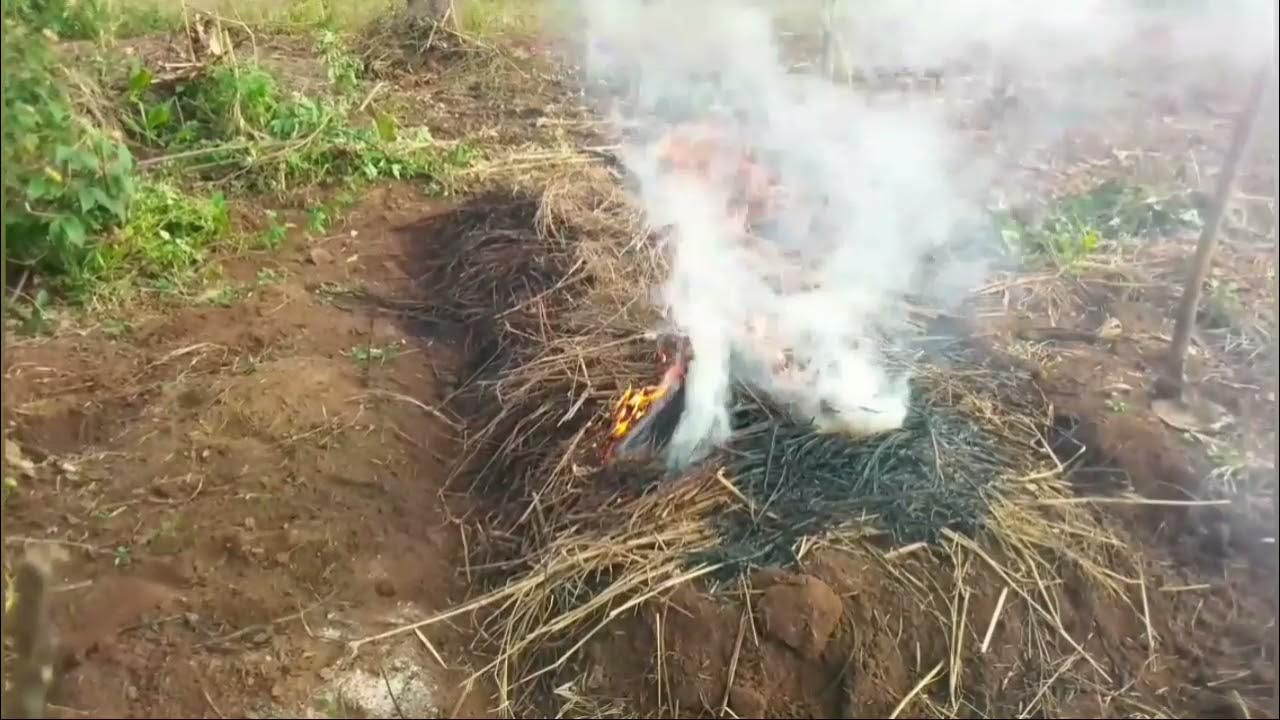 NURSERY BED PREPARATION YouTube