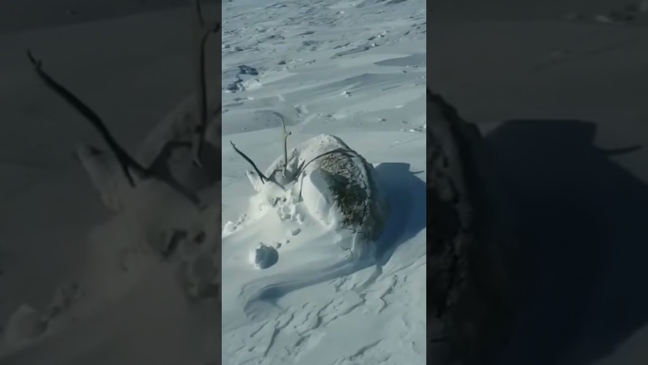 В тундре семь погод на день