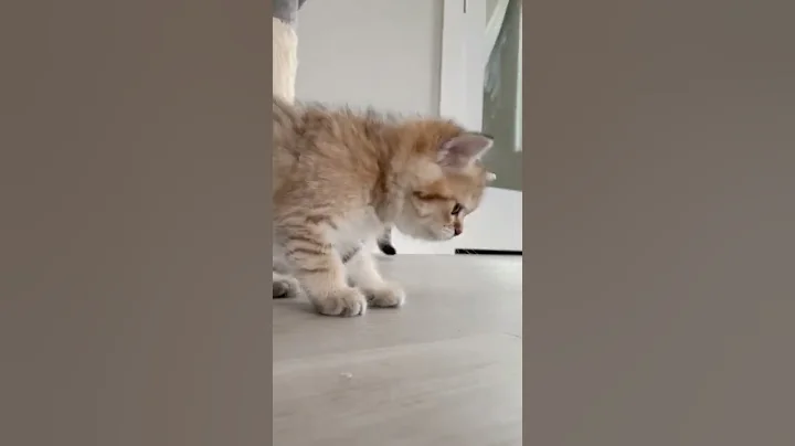 Video 11525091: british shorthair kittens playing, litter trained