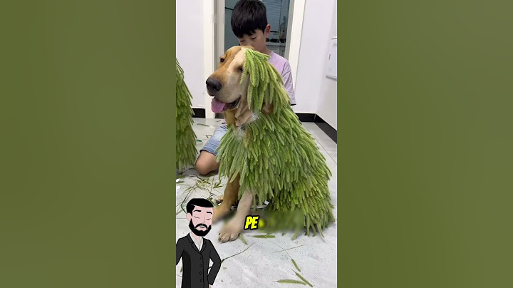 😱A tuns câinele și a încercat să ascundă totul… Finalul e incredibil! 🍃