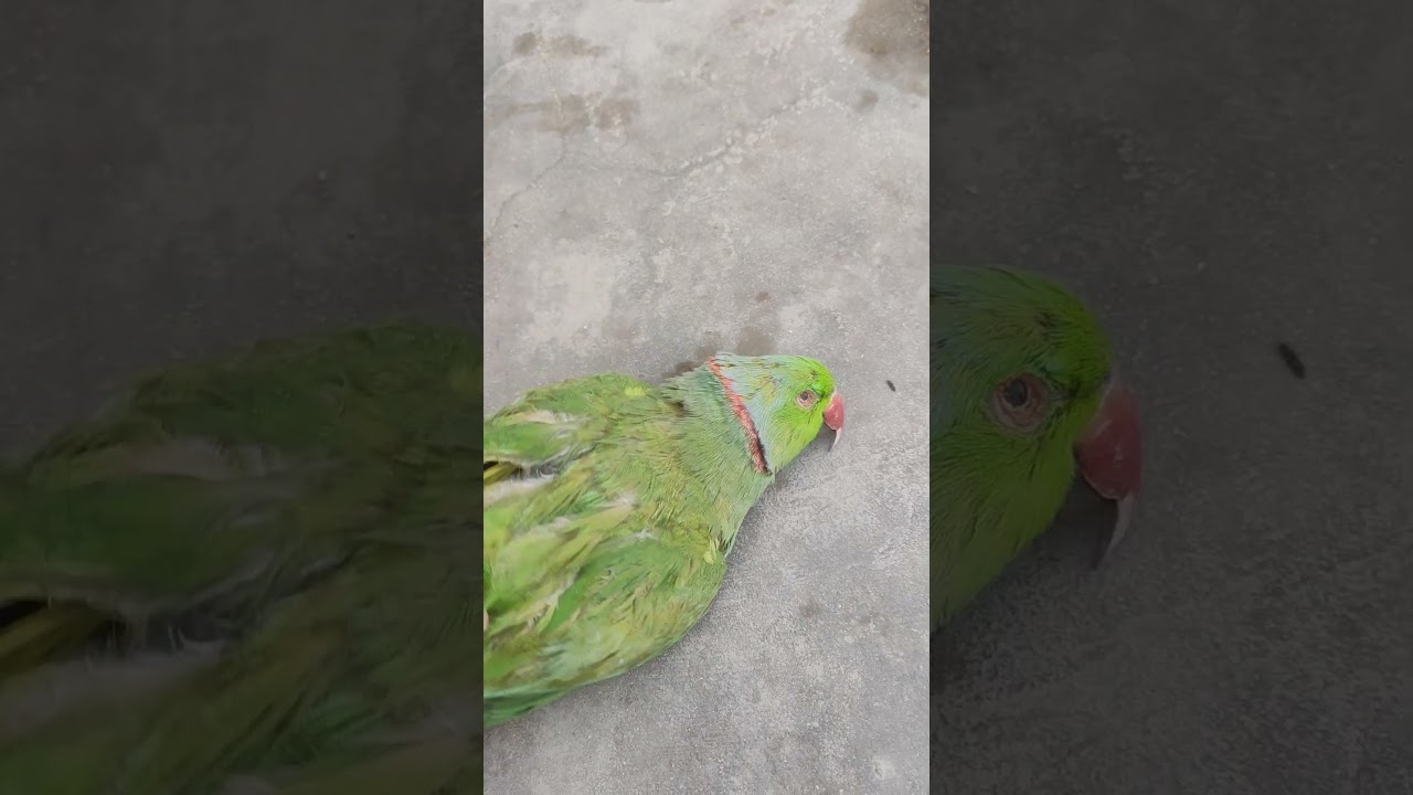 Save your birds from heat 