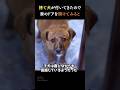 捨て犬が付いてきたので家のドアを開けてみると