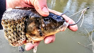 HUGE FISH Crushes MONSTER BAIT!! (River Fishing)