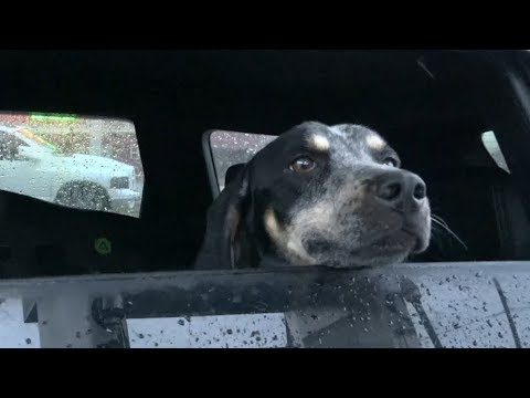 Storm Chaser RESCUES DOG From Hurricane HARVEY