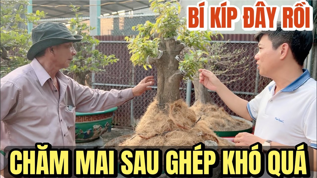 Tự học 3 năm k bằng bái sư 1 giờ! Nghệ nhân nổi tiếng chú Sáu Bình Dương hướng dẫn chăm mai sau ghép
