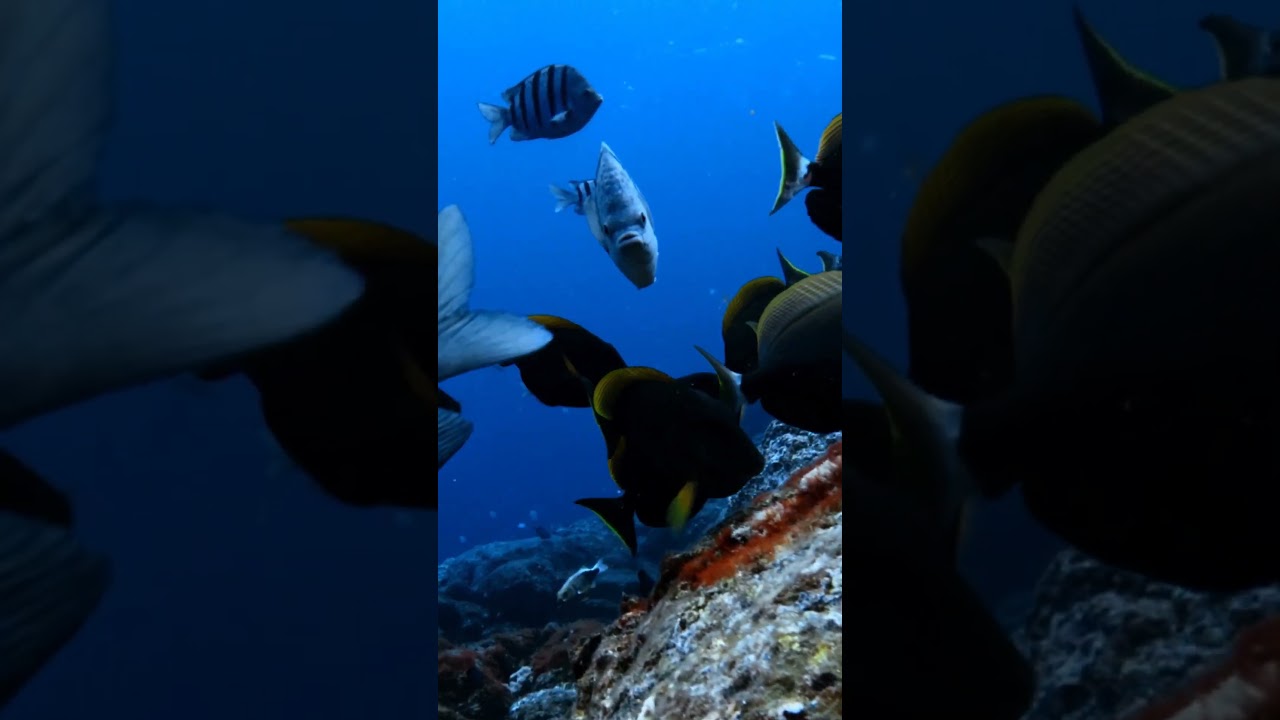 St Helena is fortunate to be surrounded by diverse marine life waiting to be explored