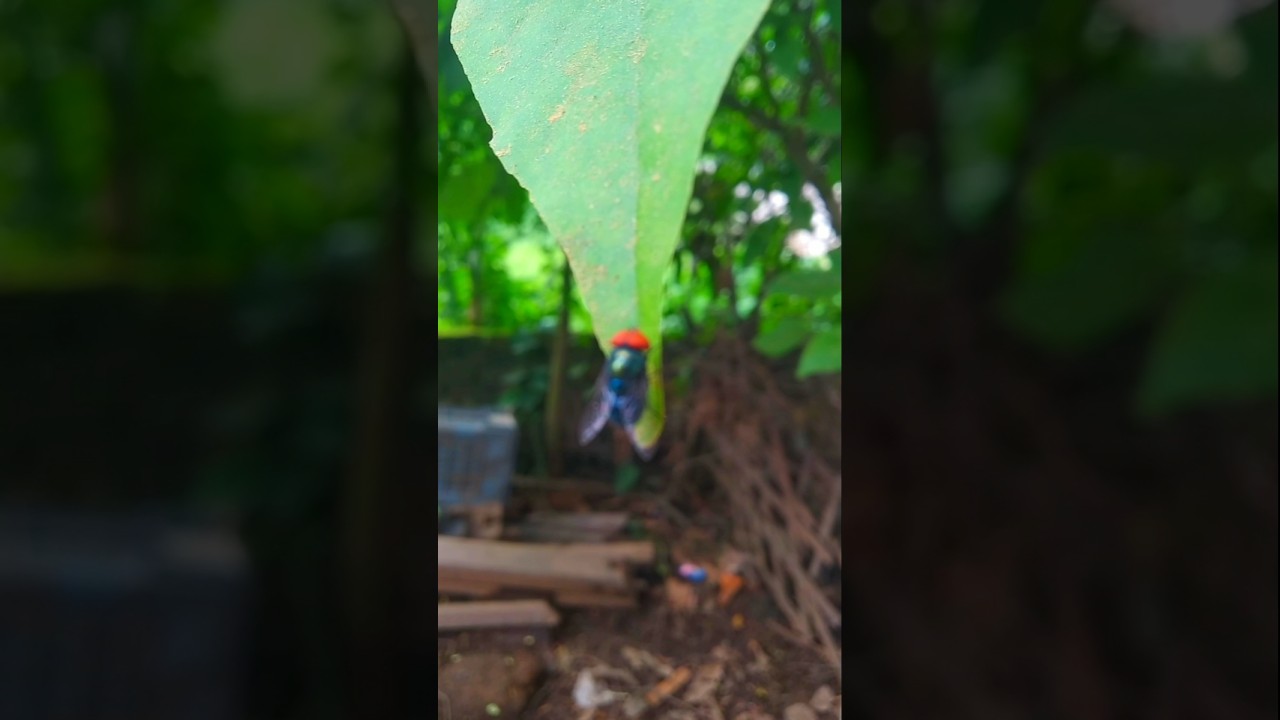 লাল মাথার অদ্ভুত মাছি! 😱 Macro Nature Video #Shorts #Nature #MacroPhotography #Insect