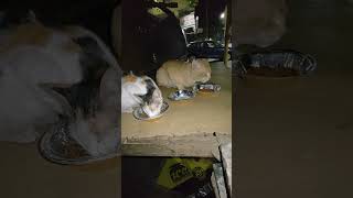 #goodvibes#help#strays#animals#viralshort