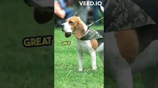 Meet the Energetic American Foxhound Breed!